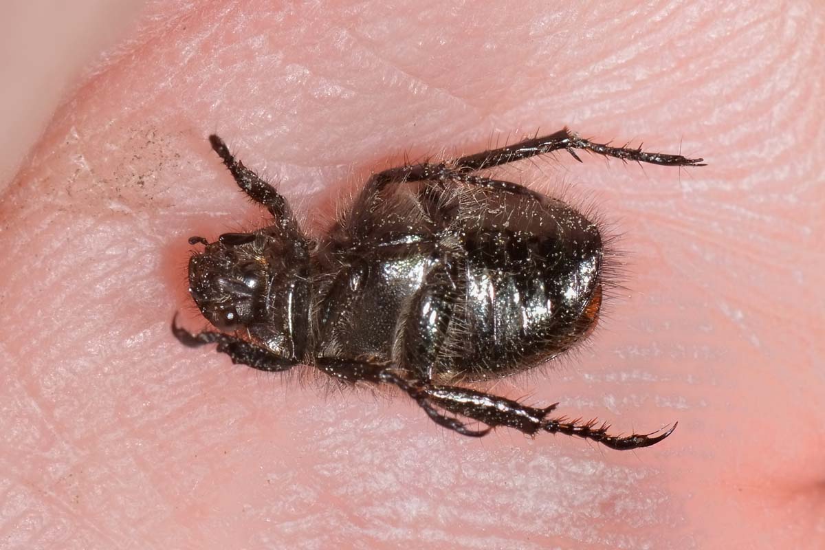Phyllopertha horticola? Sì.